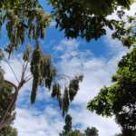 Clear-skies-of-Ooty