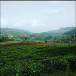 Green-Green-Everywhere